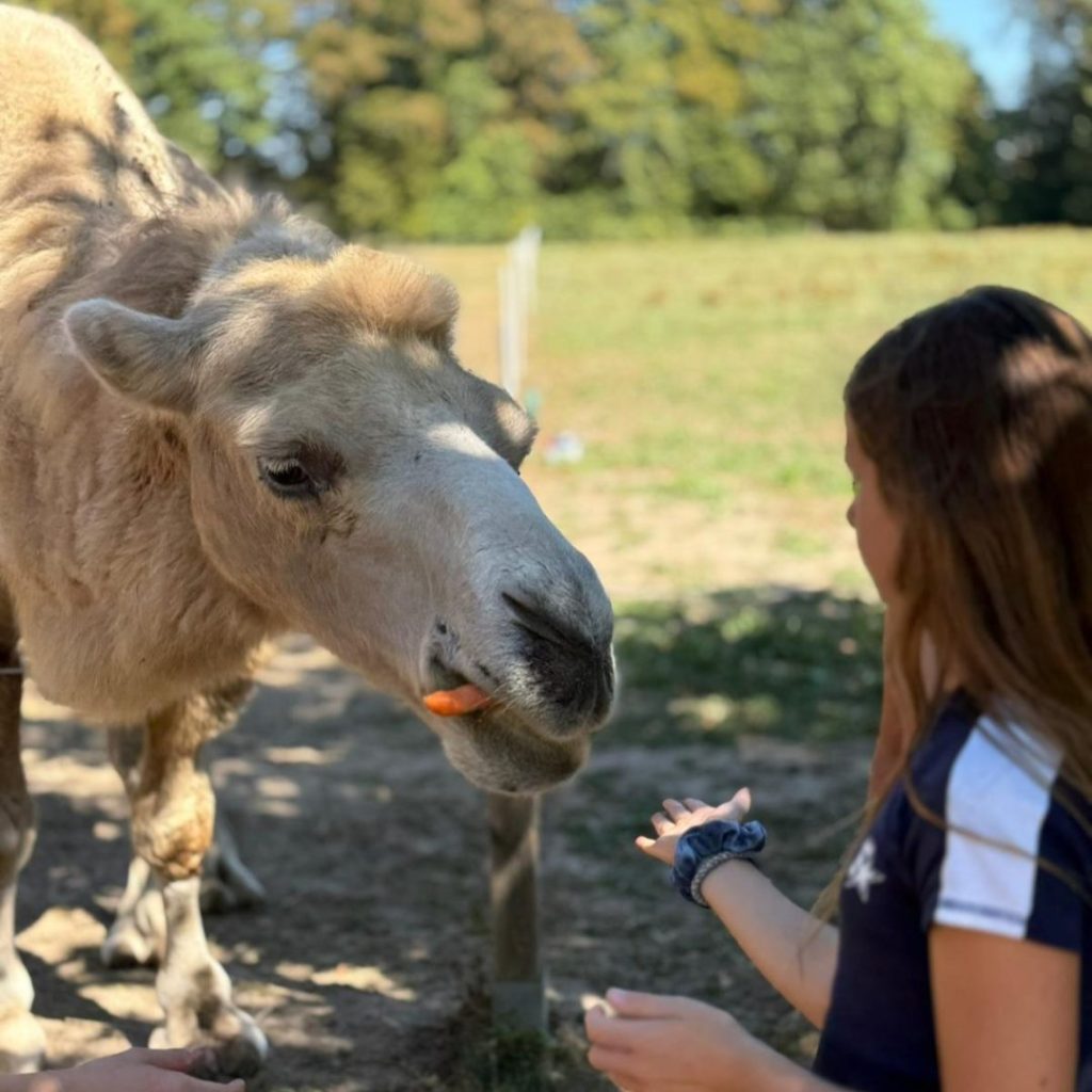 Kamel mit Mädchen